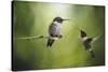 Wake Up Call Hummingbirds-Jai Johnson-Stretched Canvas