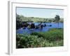 Walanapanapa Black Sand Beach, Hana Coast, Maui, Hawaii, Hawaiian Islands, USA-Alison Wright-Framed Photographic Print