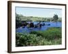 Walanapanapa Black Sand Beach, Hana Coast, Maui, Hawaii, Hawaiian Islands, USA-Alison Wright-Framed Photographic Print