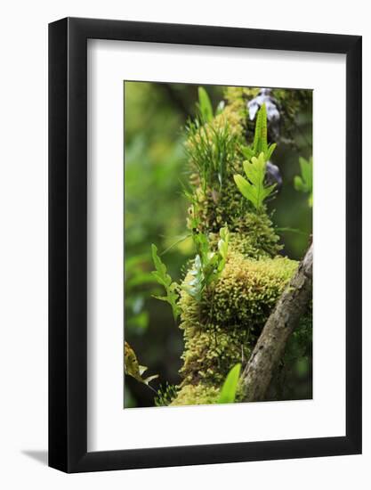 Walau Falls Scenic Reserve, Coromandel Peninsula, North Island, New Zealand-Paul Dymond-Framed Photographic Print