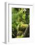 Walau Falls Scenic Reserve, Coromandel Peninsula, North Island, New Zealand-Paul Dymond-Framed Photographic Print