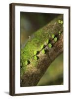 Walau Falls Scenic Reserve, Coromandel Peninsula, North Island, New Zealand-Paul Dymond-Framed Photographic Print