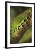 Walau Falls Scenic Reserve, Coromandel Peninsula, North Island, New Zealand-Paul Dymond-Framed Photographic Print