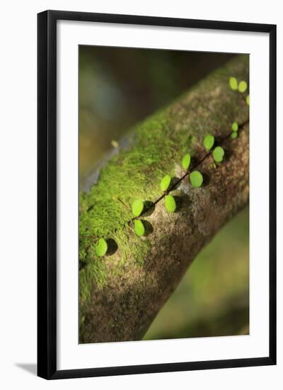 Walau Falls Scenic Reserve, Coromandel Peninsula, North Island, New Zealand-Paul Dymond-Framed Photographic Print