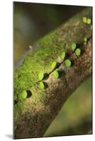 Walau Falls Scenic Reserve, Coromandel Peninsula, North Island, New Zealand-Paul Dymond-Mounted Photographic Print