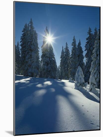 Wald, Winterlandschaft, Waldrand, Bv¤Ume, Natur, Botanik, Winter-Thonig-Mounted Photographic Print