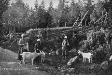 Goat Farming in Dalarna, Sweden, 1908-1909-Wald Zachrisson-Stretched Canvas