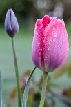 Deep red new shoots of a peony-Waldemar Langolf-Photographic Print