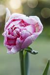 Deep red new shoots of a peony-Waldemar Langolf-Photographic Print