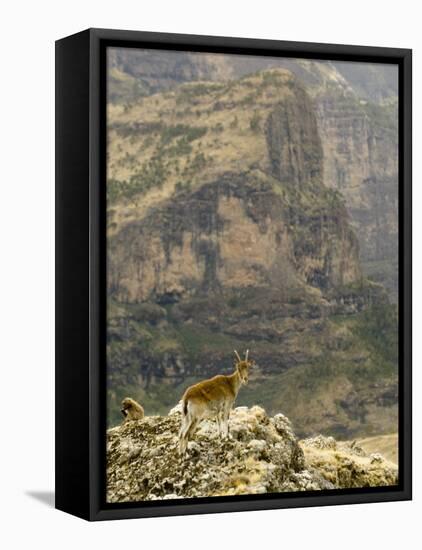 Walia Ibex and Gelada Baboon, Simen National Park, Northern Ethiopia-Janis Miglavs-Framed Stretched Canvas