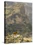 Walia Ibex and Gelada Baboon, Simen National Park, Northern Ethiopia-Janis Miglavs-Stretched Canvas
