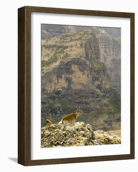 Walia Ibex and Gelada Baboon, Simen National Park, Northern Ethiopia-Janis Miglavs-Framed Photographic Print