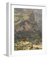 Walia Ibex and Gelada Baboon, Simen National Park, Northern Ethiopia-Janis Miglavs-Framed Photographic Print