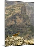 Walia Ibex and Gelada Baboon, Simen National Park, Northern Ethiopia-Janis Miglavs-Mounted Photographic Print