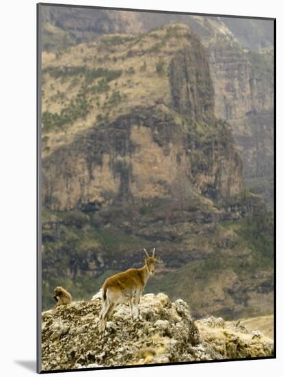 Walia Ibex and Gelada Baboon, Simen National Park, Northern Ethiopia-Janis Miglavs-Mounted Photographic Print