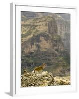 Walia Ibex and Gelada Baboon, Simen National Park, Northern Ethiopia-Janis Miglavs-Framed Photographic Print