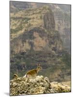 Walia Ibex and Gelada Baboon, Simen National Park, Northern Ethiopia-Janis Miglavs-Mounted Photographic Print