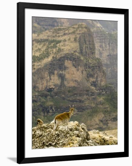 Walia Ibex and Gelada Baboon, Simen National Park, Northern Ethiopia-Janis Miglavs-Framed Photographic Print
