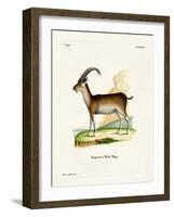 Walia Ibex-null-Framed Giclee Print