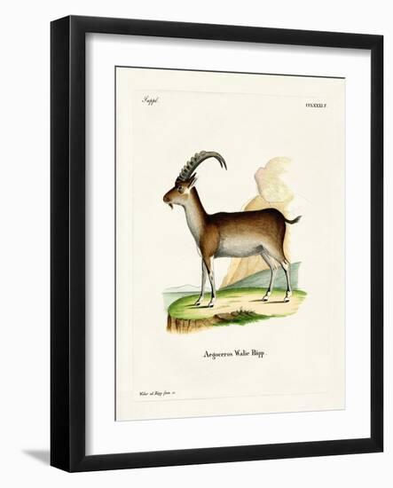 Walia Ibex-null-Framed Giclee Print