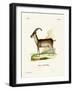 Walia Ibex-null-Framed Giclee Print