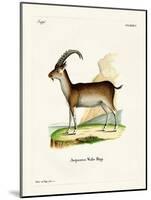 Walia Ibex-null-Mounted Giclee Print