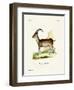 Walia Ibex-null-Framed Giclee Print