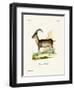 Walia Ibex-null-Framed Giclee Print