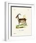 Walia Ibex-null-Framed Giclee Print