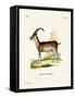 Walia Ibex-null-Framed Stretched Canvas