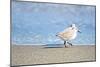 Walk Along The Coast-Bruce Nawrocke-Mounted Photographic Print