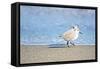 Walk Along The Coast-Bruce Nawrocke-Framed Stretched Canvas