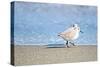 Walk Along The Coast-Bruce Nawrocke-Stretched Canvas