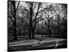 Walk in Central Park-Philippe Hugonnard-Stretched Canvas