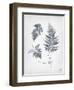 Walk in the Woods II-Moira Hershey-Framed Art Print