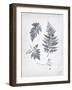 Walk in the Woods II-Moira Hershey-Framed Art Print