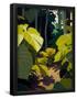 Essential Black