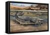 Walking Catfish (Clarias Batrachus), Clariidae, Drawing-null-Framed Stretched Canvas