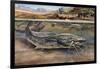 Walking Catfish (Clarias Batrachus), Clariidae, Drawing-null-Framed Giclee Print