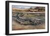 Walking Catfish (Clarias Batrachus), Clariidae, Drawing-null-Framed Giclee Print