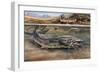 Walking Catfish (Clarias Batrachus), Clariidae, Drawing-null-Framed Giclee Print