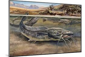 Walking Catfish (Clarias Batrachus), Clariidae, Drawing-null-Mounted Giclee Print