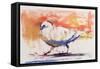 Walking Dove, Trasierra, 1998-Mark Adlington-Framed Stretched Canvas