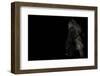 walking gorilla on black-Sue Demetriou-Framed Photographic Print