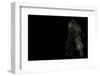 walking gorilla on black-Sue Demetriou-Framed Photographic Print