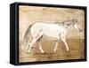 Walking Horse-OnRei-Framed Stretched Canvas