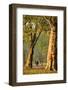 Walking in an Autumnal Hyde Park, London, England, United Kingdom, Europe-Neil Farrin-Framed Photographic Print