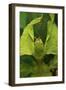 Walking Leaf, Female, Green, Medium Close-Up-Harald Kroiss-Framed Photographic Print