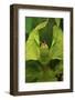 Walking Leaf, Female, Green, Medium Close-Up-Harald Kroiss-Framed Photographic Print
