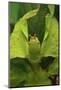 Walking Leaf, Female, Green, Medium Close-Up-Harald Kroiss-Mounted Photographic Print